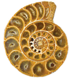 Little Darwins Nursery logo